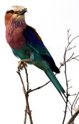 Selous Lilac Breasted Roller
