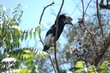 Ug Black White Casqued Hornbill 0022