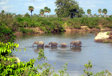 Selous Elephants2