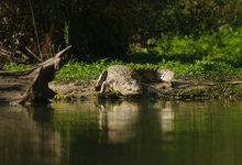 Lake Manze Crocodile2w