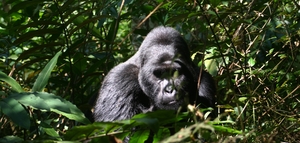Ug Gorilla, Bwindi Forest