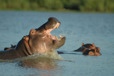 Manze Hippos6w
