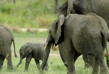 Lake Manze Elephants (15)W