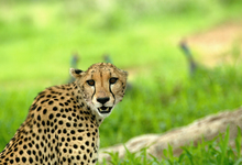 Ruaha Cheetah