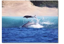 Pdo Dolphins Pic44