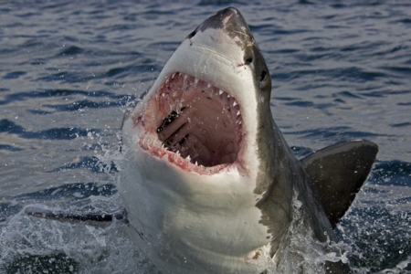 Shark Week South Africa | Great White Air Jaws | - Frontiertours