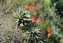 Za Mpl 21 Mpala Aloe Flowers