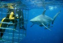 Za Shark Cage Diving 03