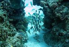 Za Aliwal Dive Reef 01
